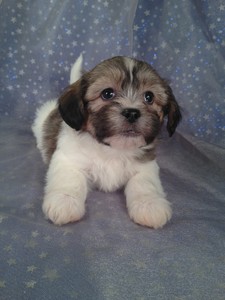 Male teddy bear Puppy for sale #2|Teddy bear puppies for sale in PA can easily run double|Shipping to PA only $150 on Delta and United airlines